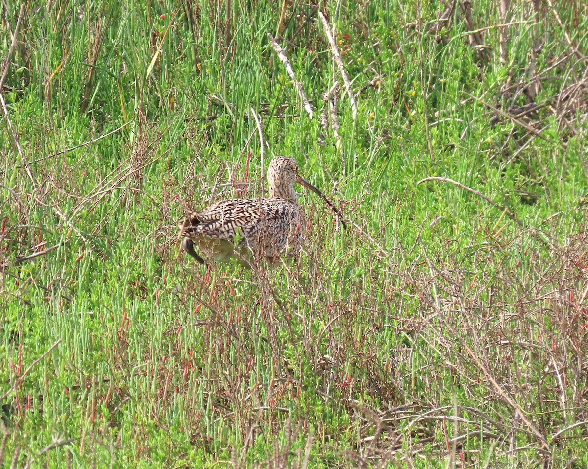 Long-billed Curlew - ML616297538