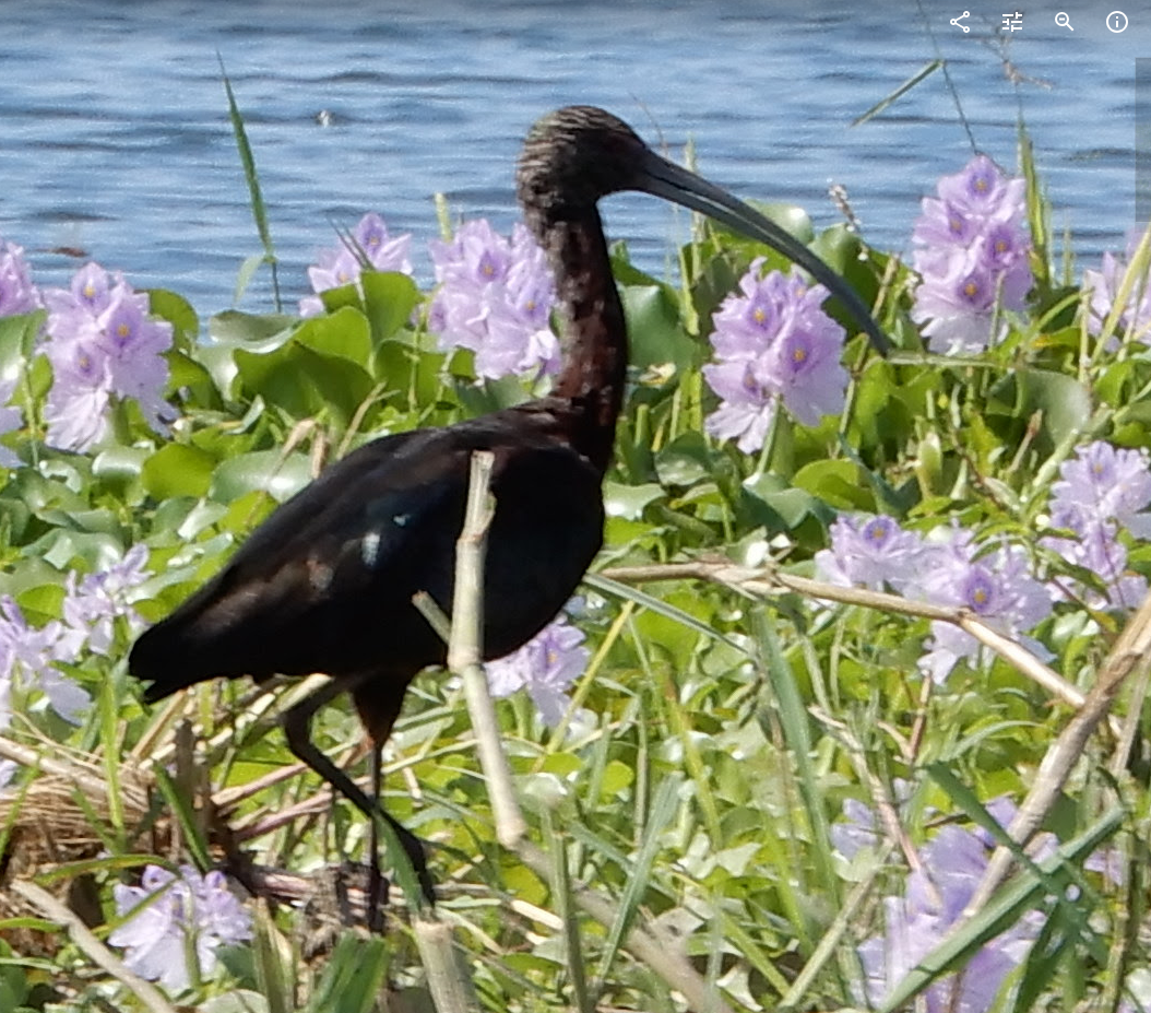 Ibis à face blanche - ML616297550