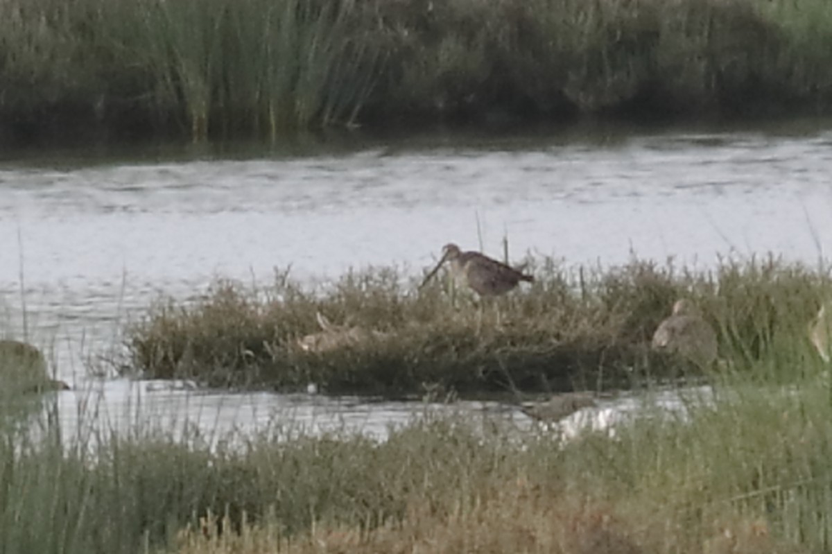 Long-billed Dowitcher - ML616297562