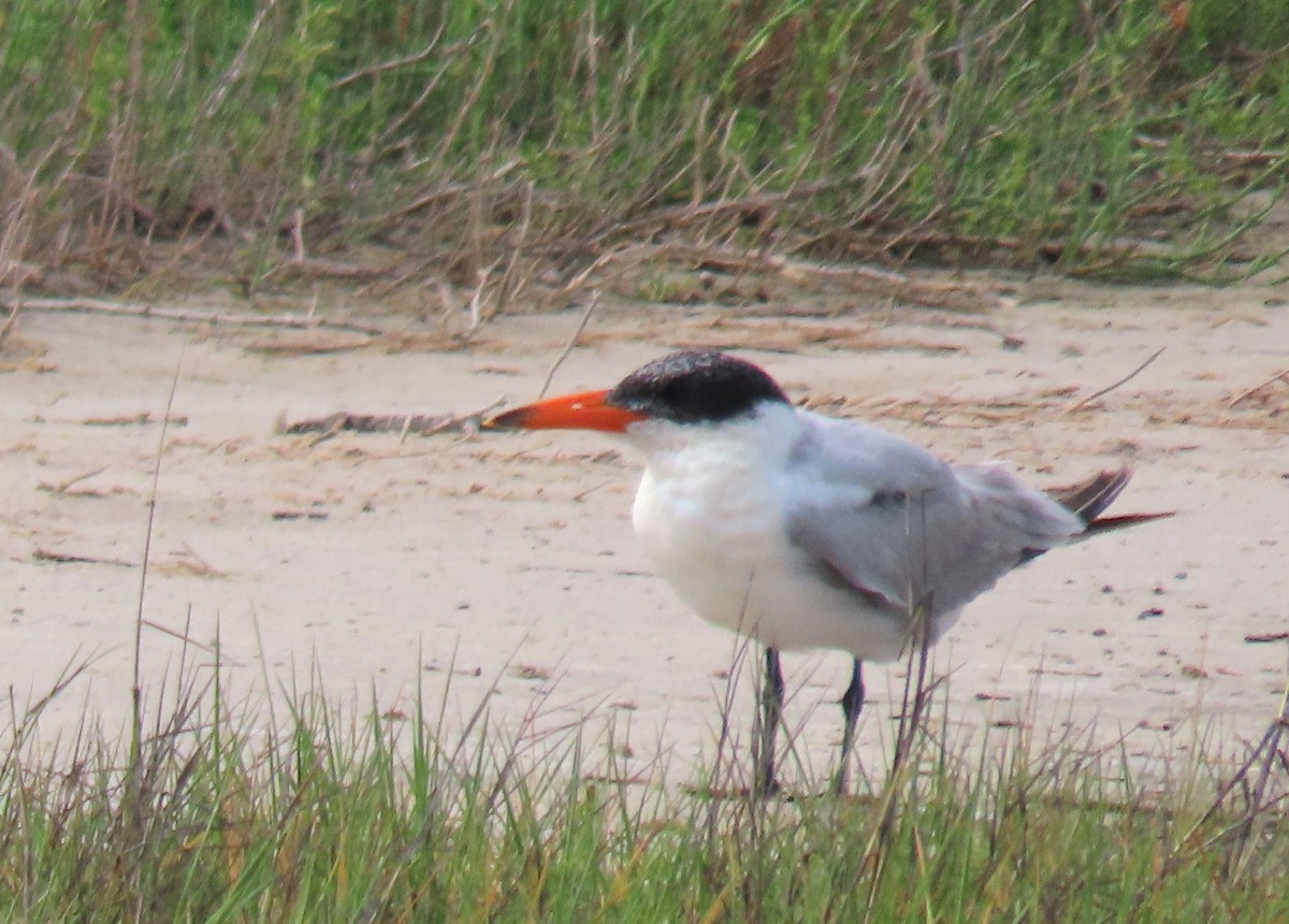 Caspian Tern - ML616297572