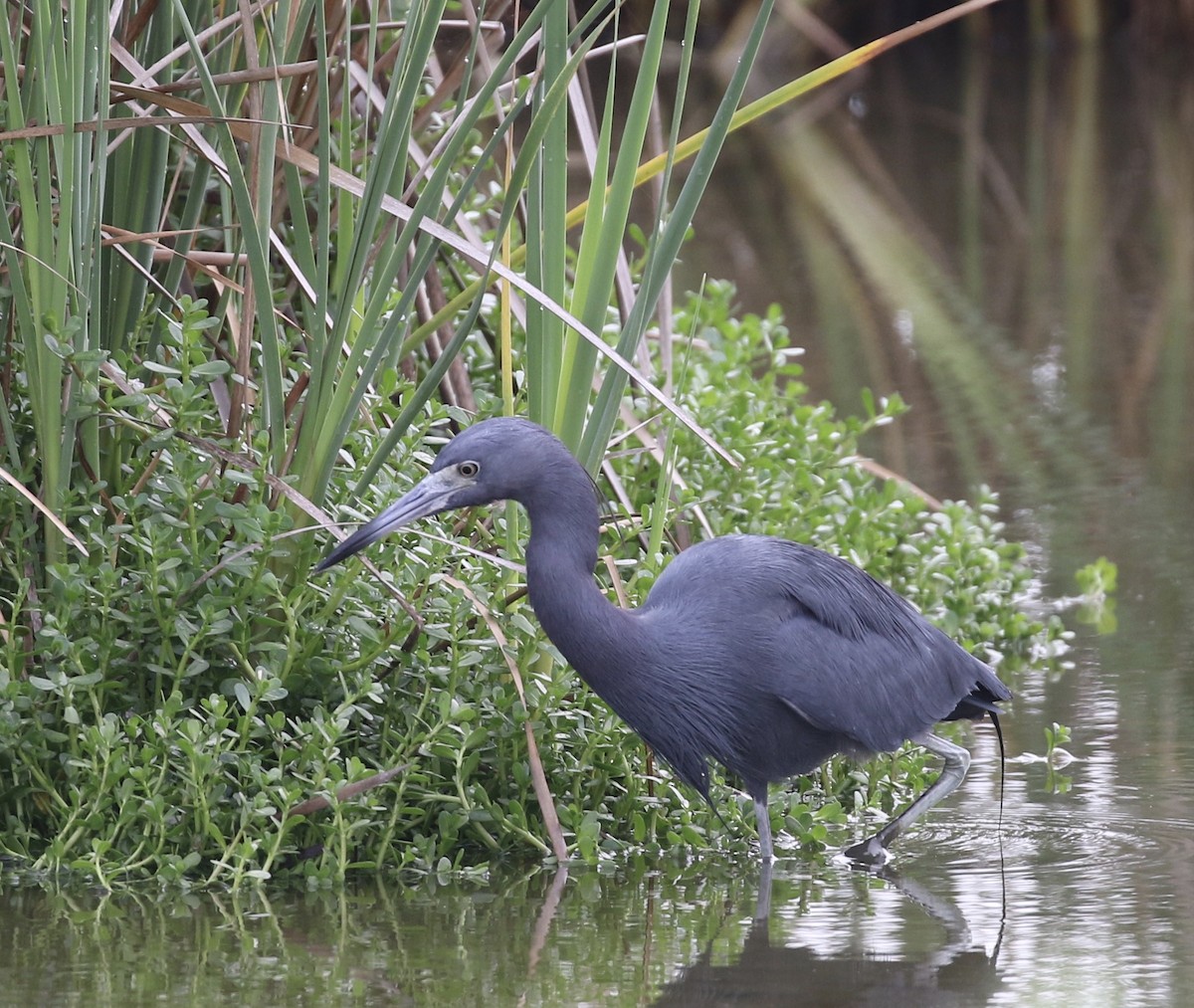 Little Blue Heron - ML616297576