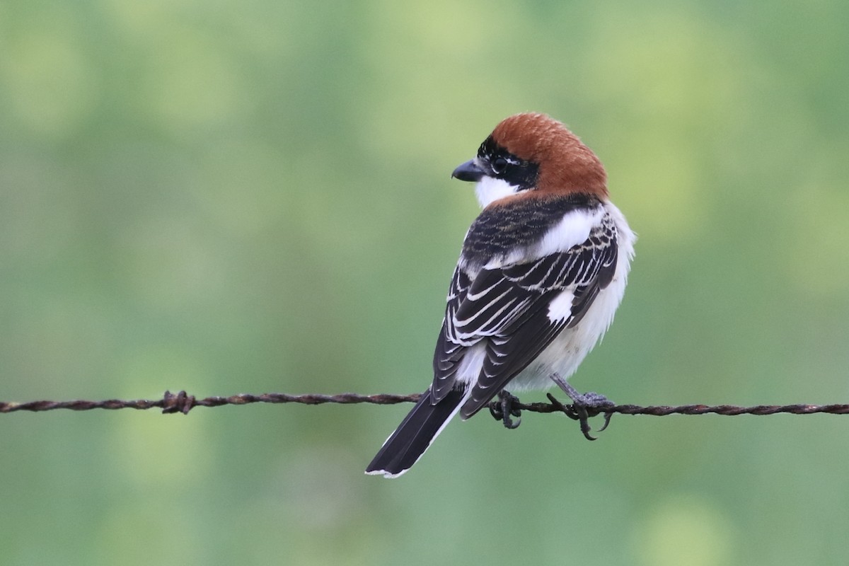 Woodchat Shrike - ML616297596