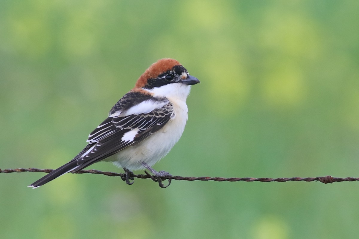 Woodchat Shrike - ML616297598