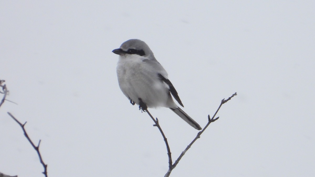 Alcaudón Boreal - ML616297606