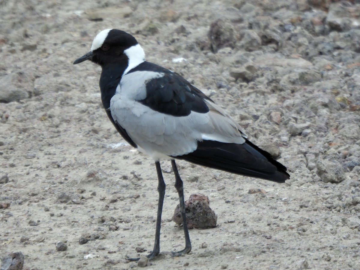 Blacksmith Lapwing - ML616297628