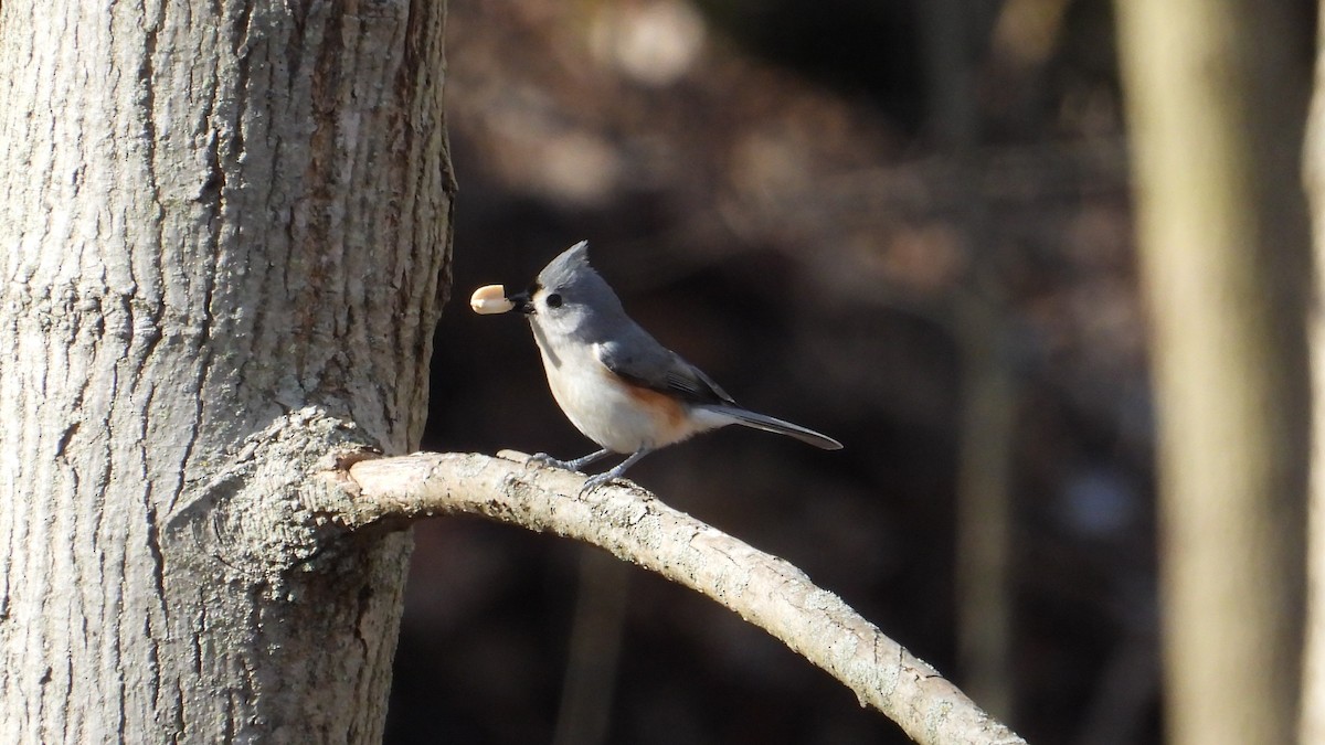 Tufted Titmouse - ML616297646