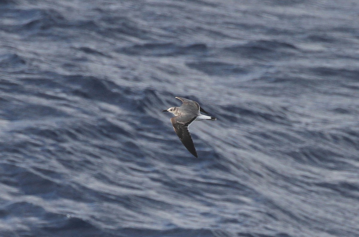 Laughing Gull - ML616297651