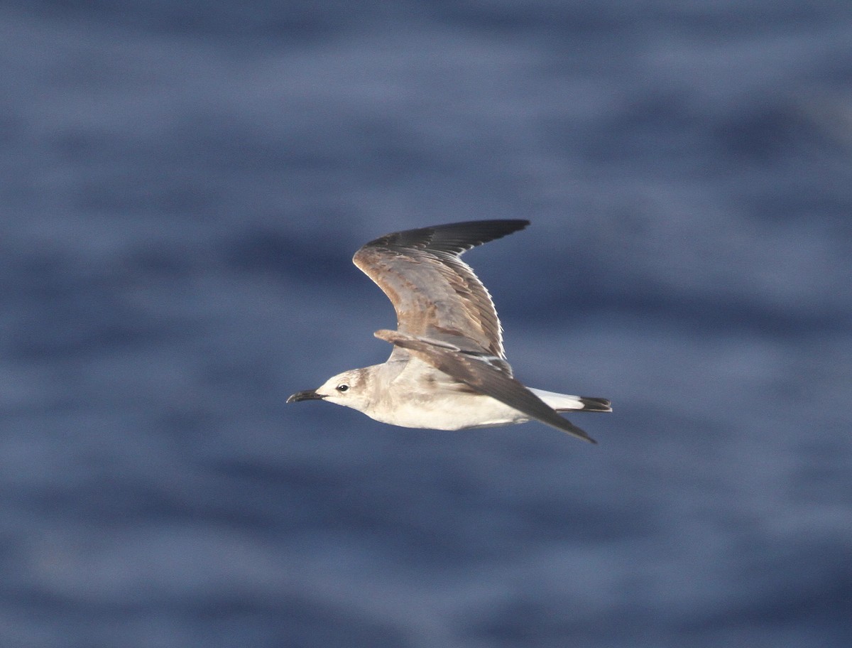 Laughing Gull - ML616297652