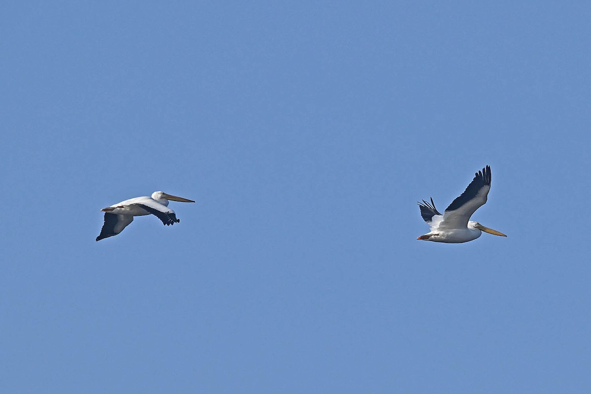 American White Pelican - ML616297653