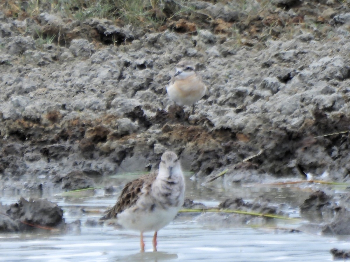 Kittlitz's Plover - ML616297660