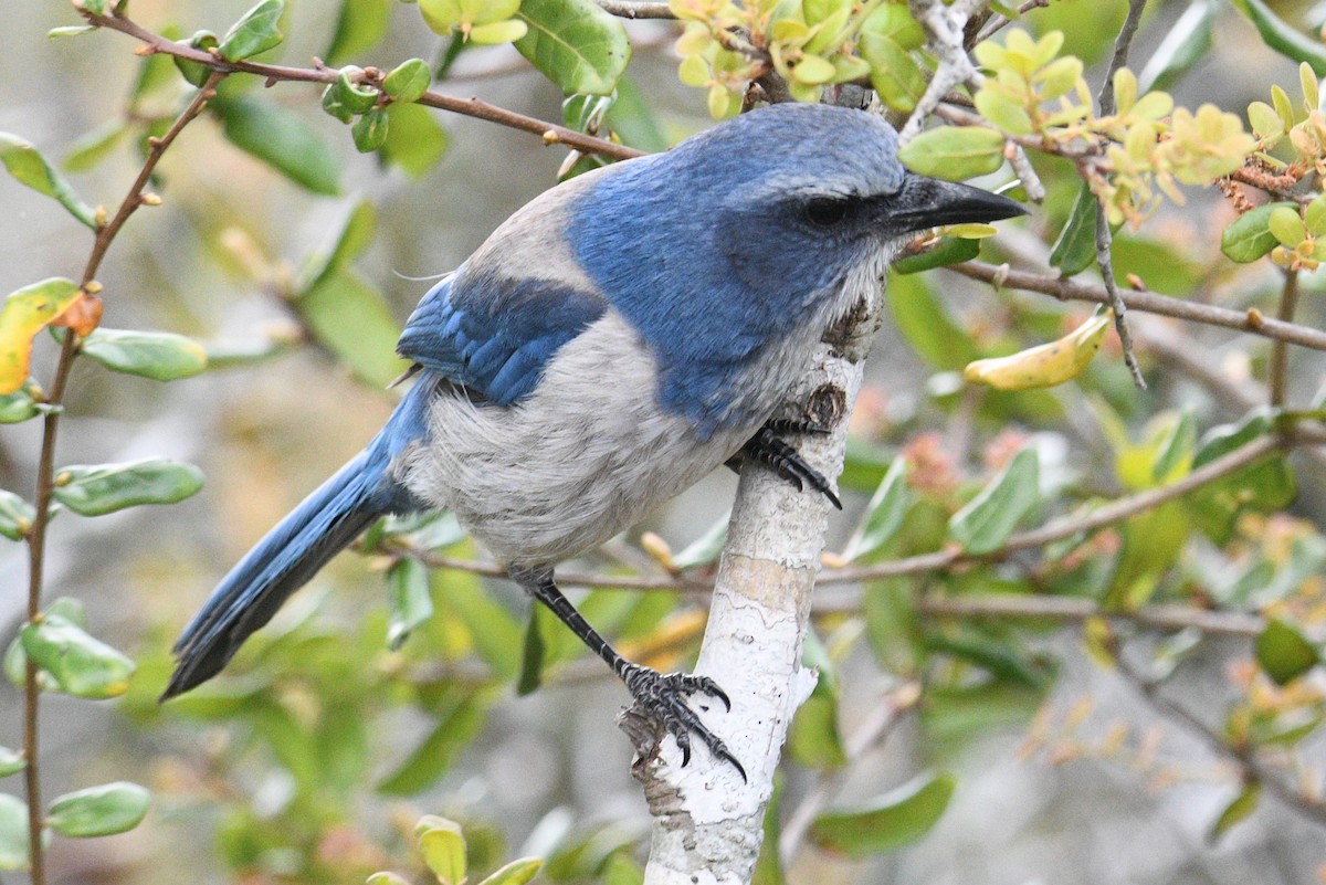 Florida Scrub-Jay - ML616297788