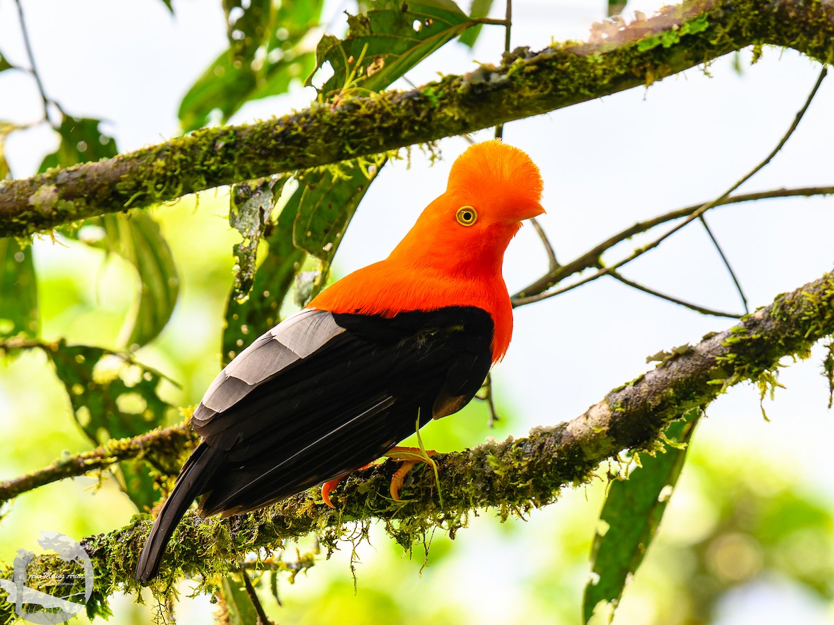 Andean Cock-of-the-rock - ML616297836