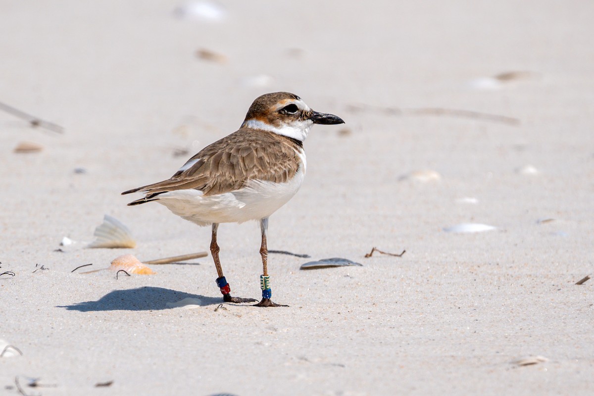 Wilson's Plover - ML616297872