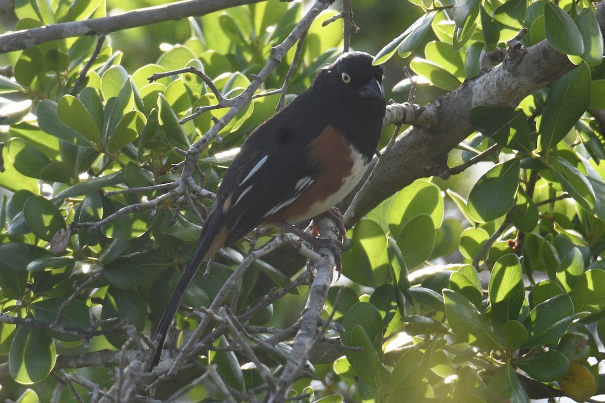 Eastern Towhee - ML616297883