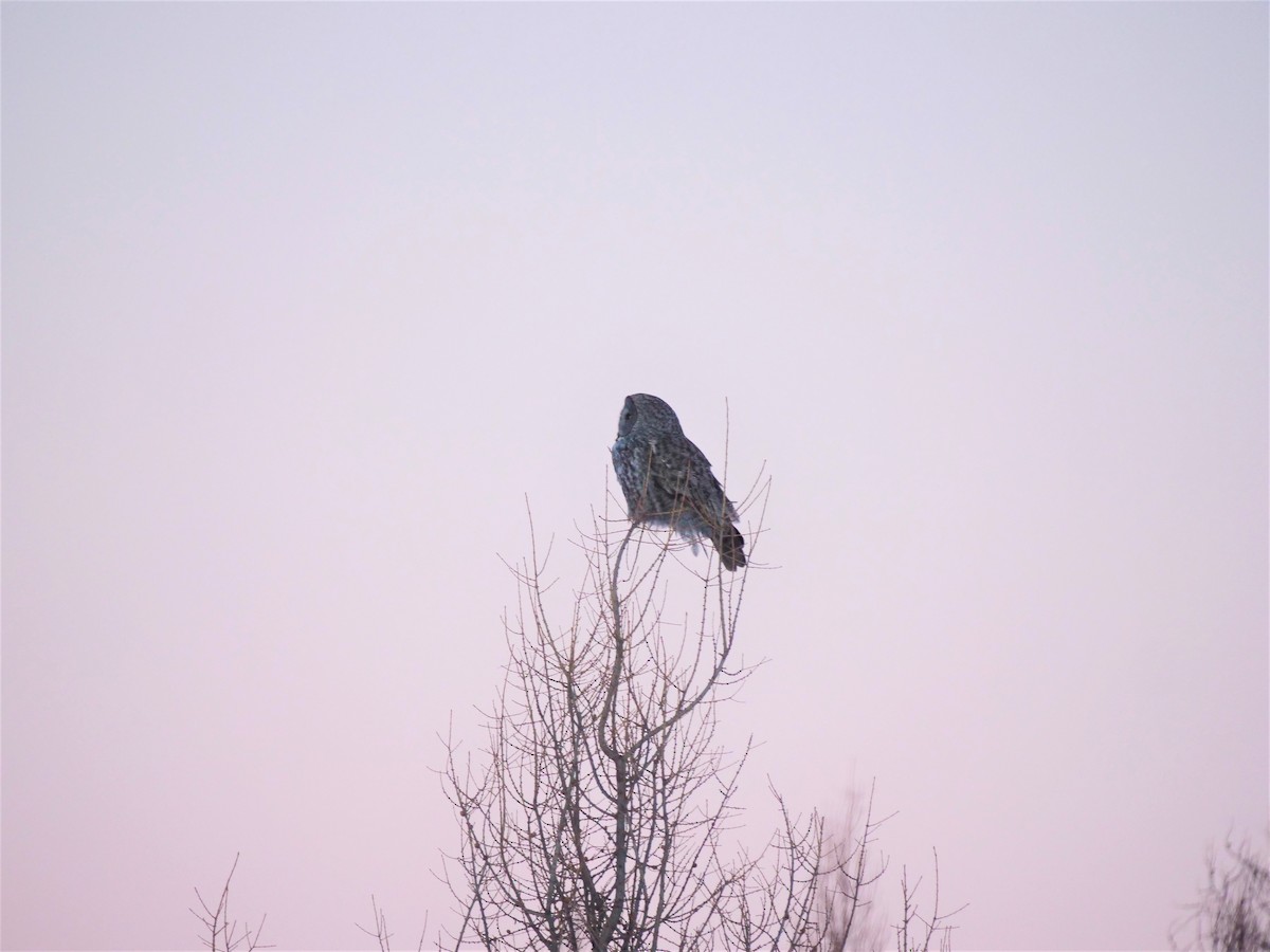 Great Gray Owl - Brett Hartl