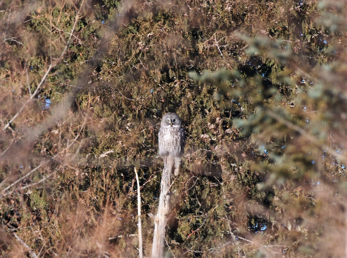 Great Gray Owl - Brett Hartl