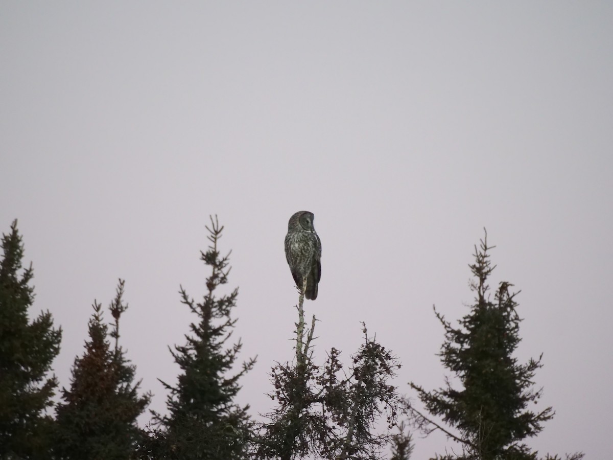 Great Gray Owl - Brett Hartl