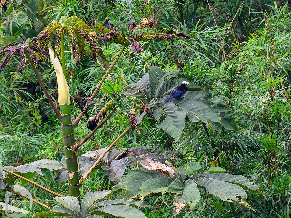 White-capped Tanager - ML616297901