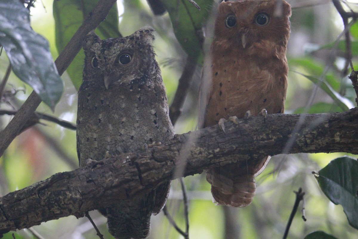 Sokoke Scops-Owl - ML616297905