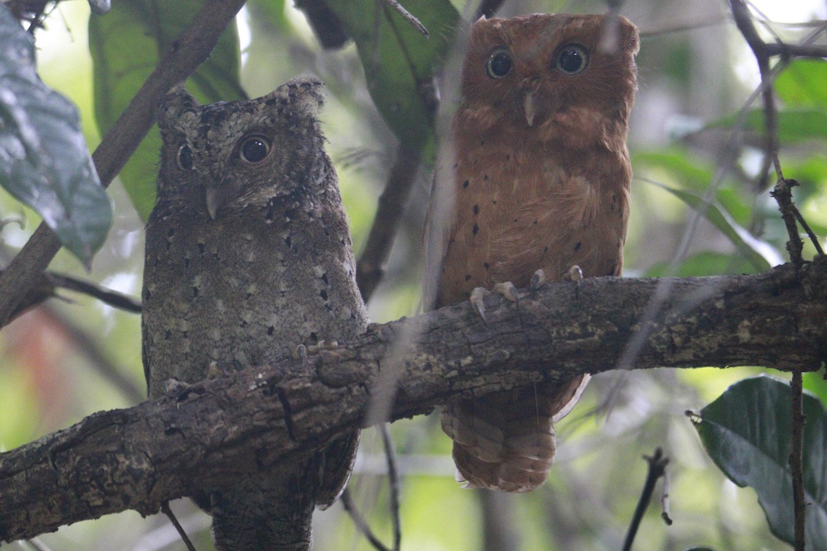 Sokoke Scops-Owl - James Apolloh ~Freelance Tour Guide