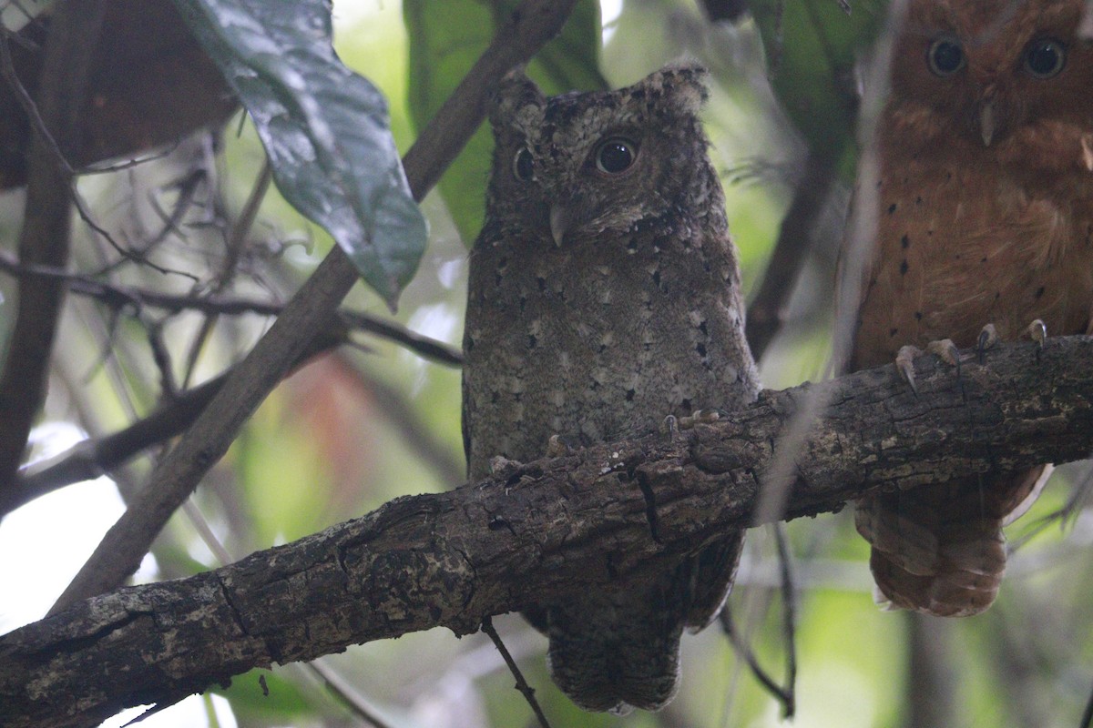 Sokoke Scops-Owl - James Apolloh ~Freelance Tour Guide