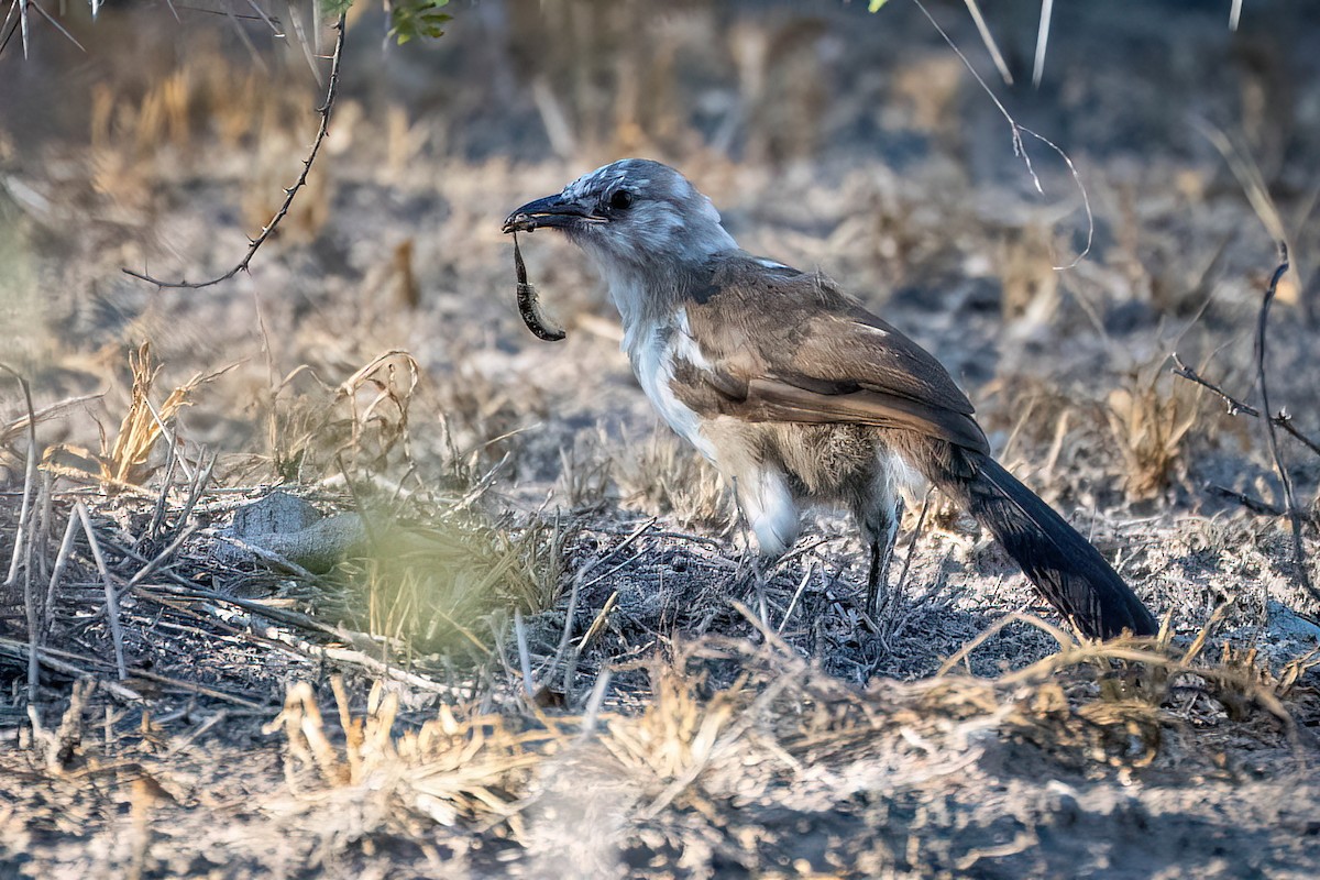 Southern Pied-Babbler - ML616297917