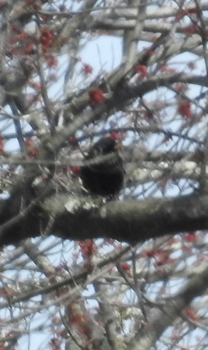 Rusty Blackbird - ML616297928