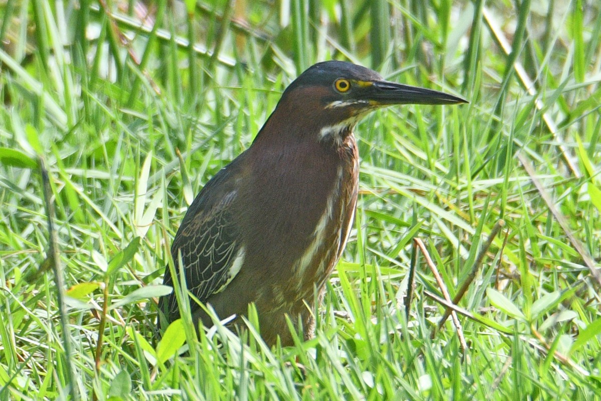 Green Heron - ML616297931