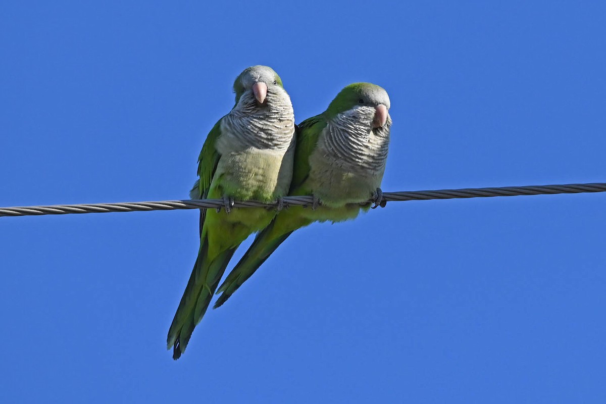 Monk Parakeet - Marla Hibbitts