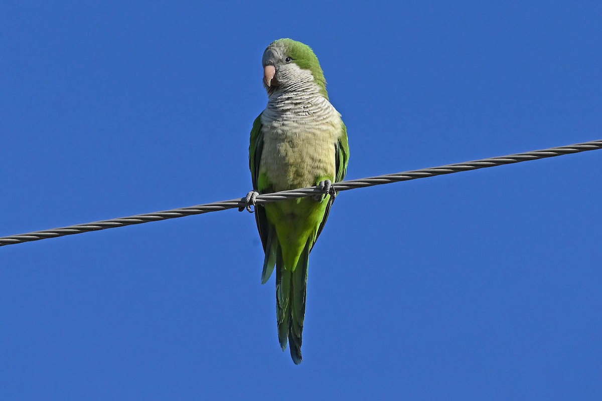Monk Parakeet - ML616297962