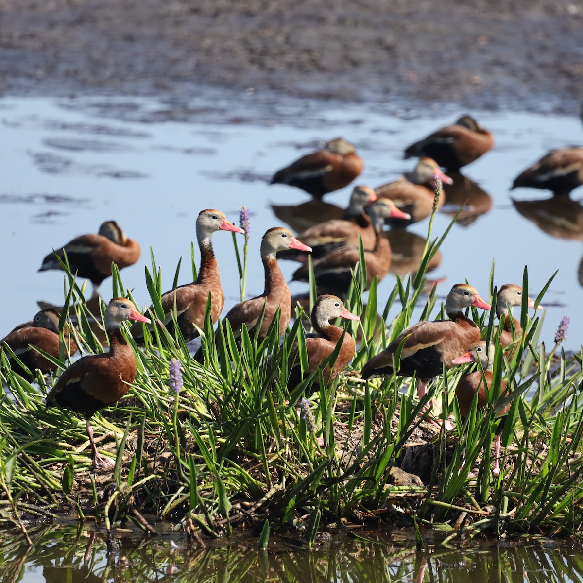 Black-bellied Whistling-Duck - ML616297995