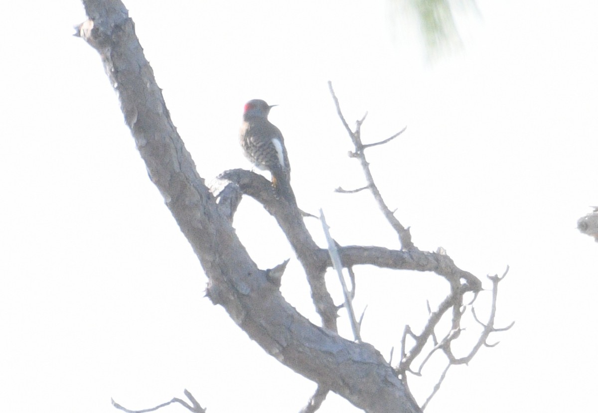 Northern Flicker - ML616298006