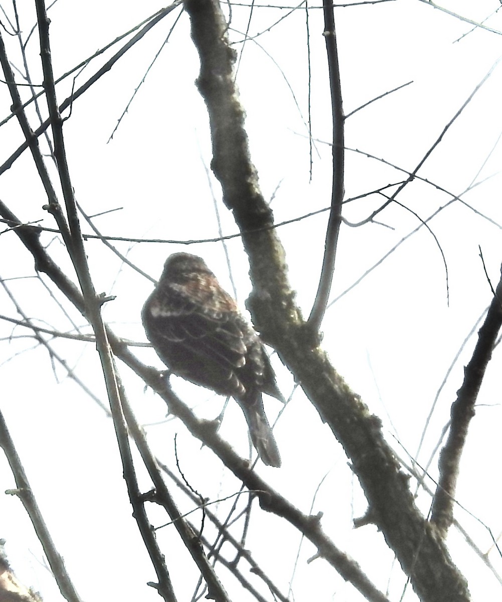 Red-winged Blackbird - ML616298022