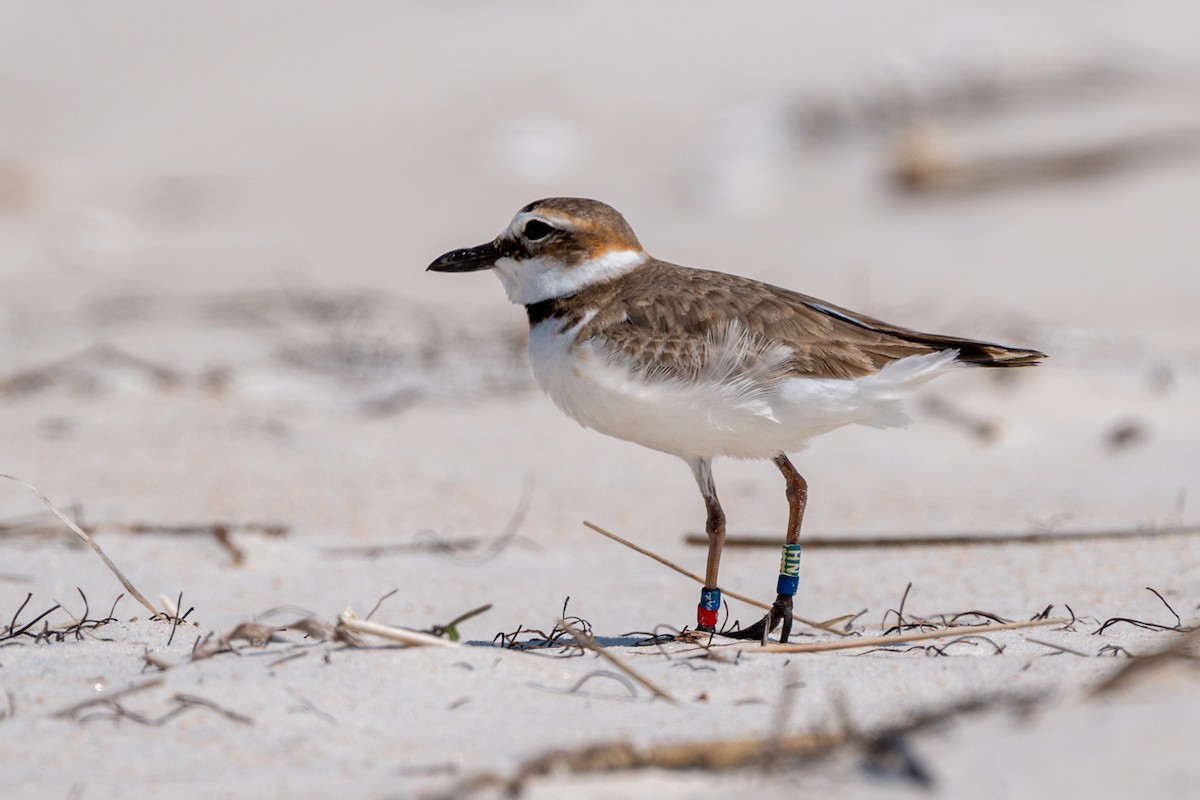 Wilson's Plover - ML616298038