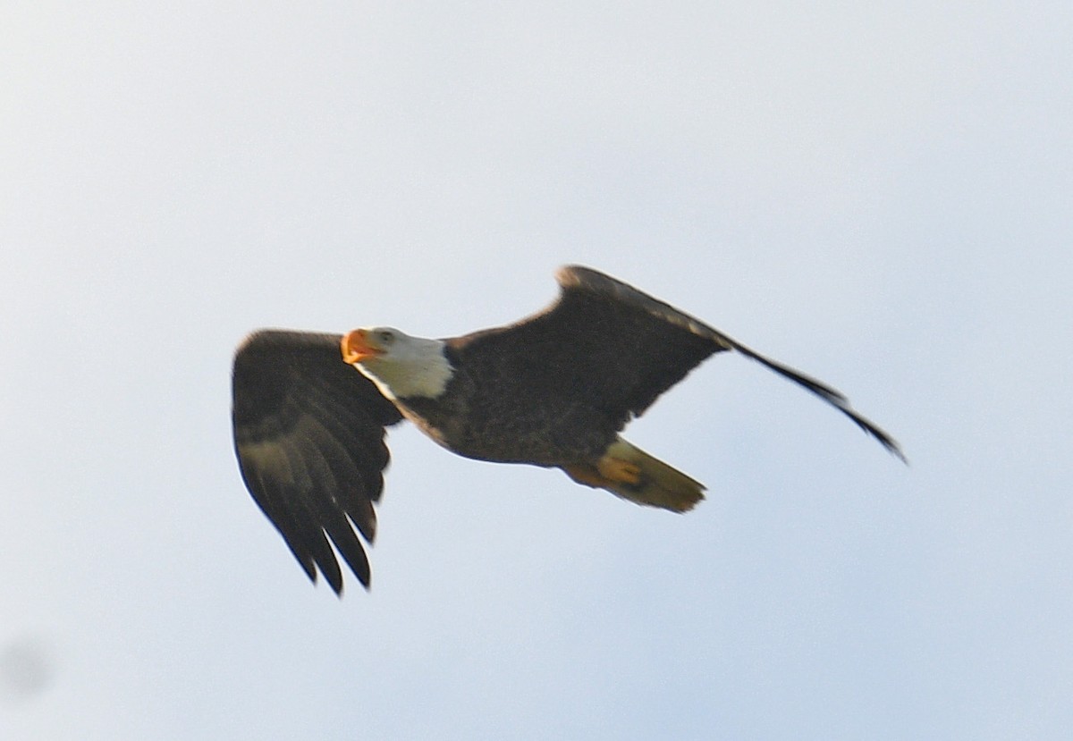 Bald Eagle - ML616298071