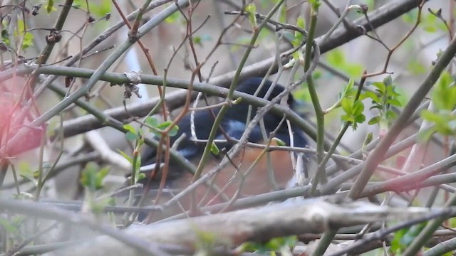 Eastern Towhee - ML616298091