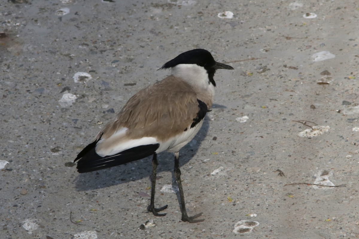 River Lapwing - ML616298100