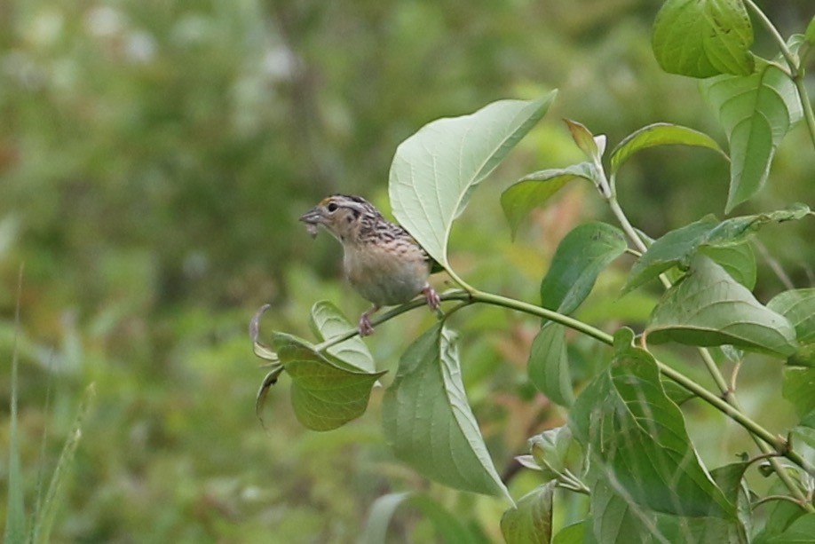 Chingolo Saltamontes - ML61629811