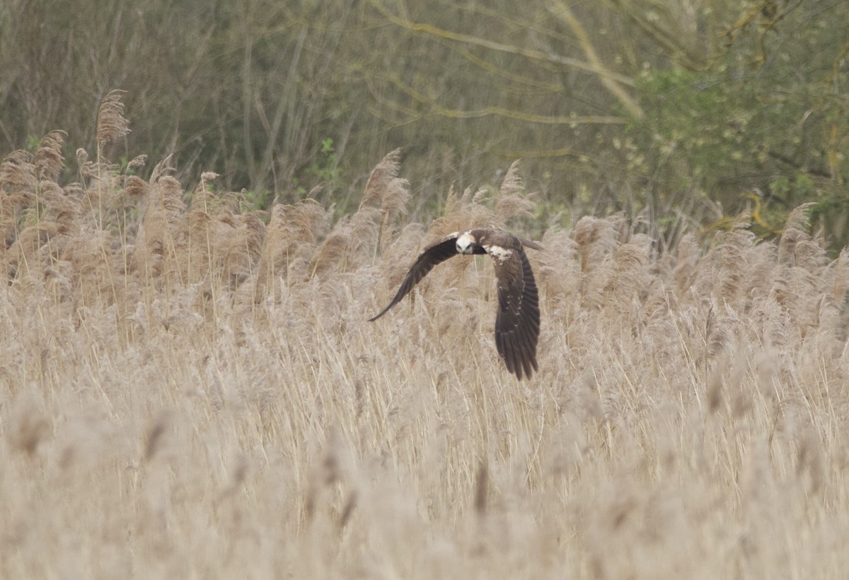 Western Marsh Harrier - ML616298125