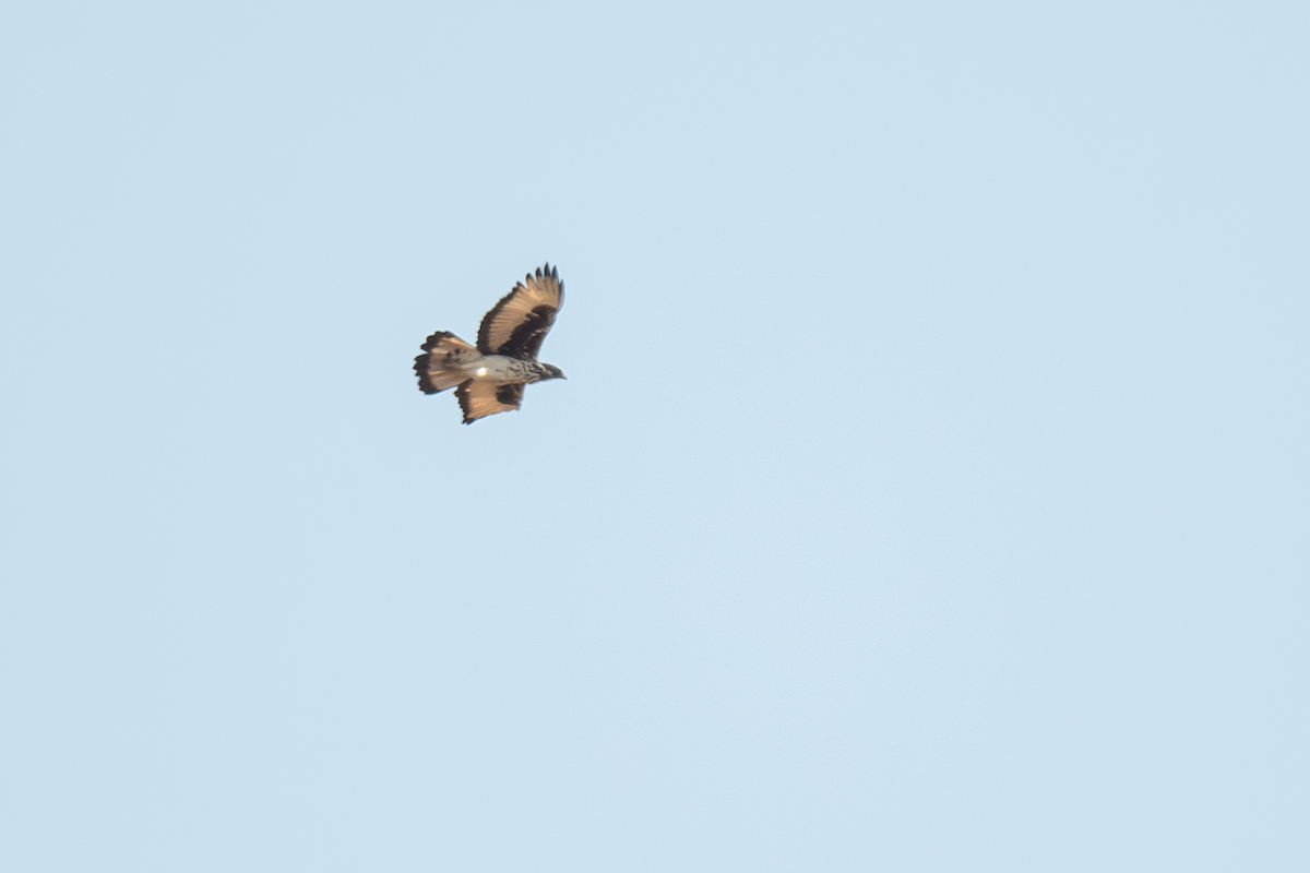 African Hawk-Eagle - ML616298178