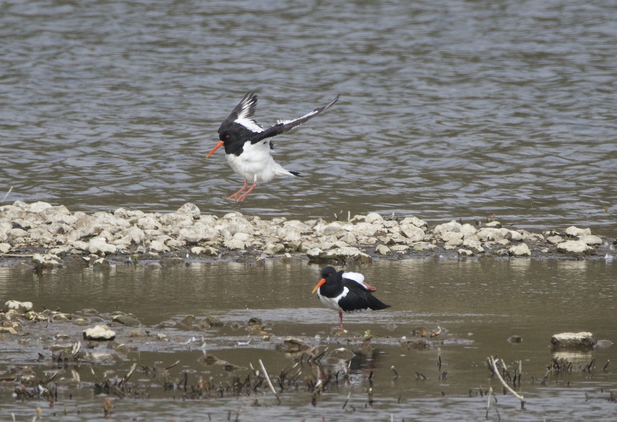 Eurasian Oystercatcher - ML616298180