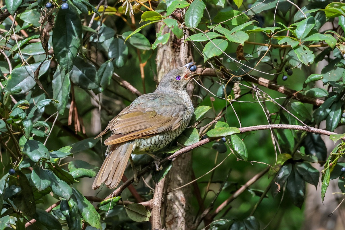 Satin Bowerbird - Sri Evans