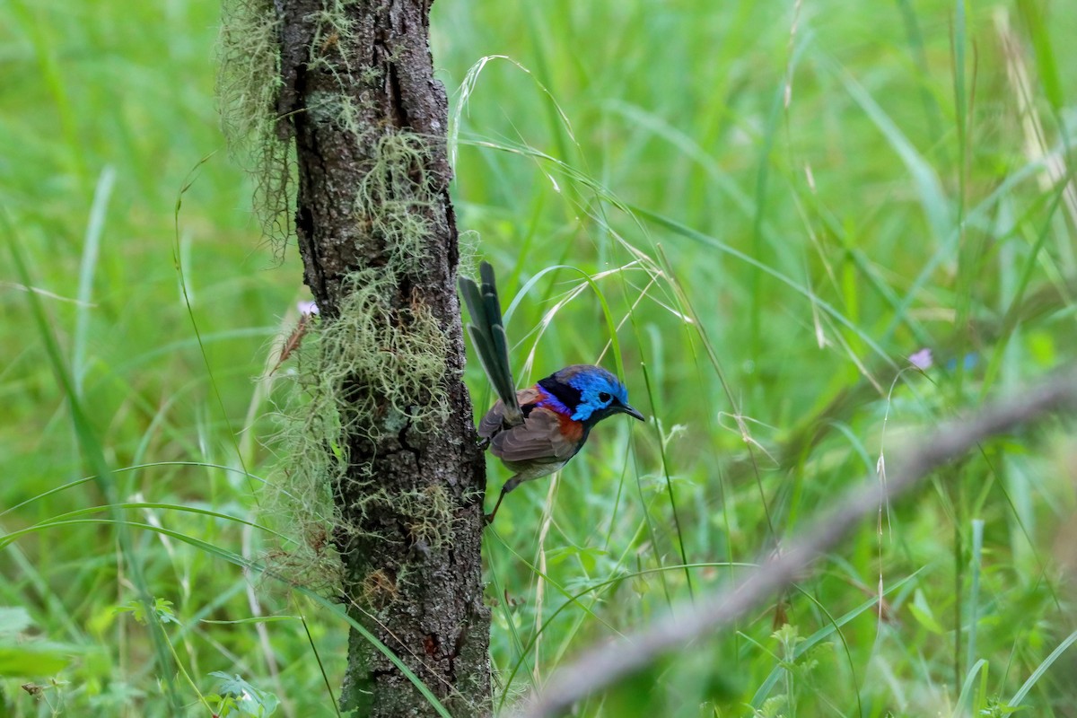 Variegated Fairywren - Sri Evans