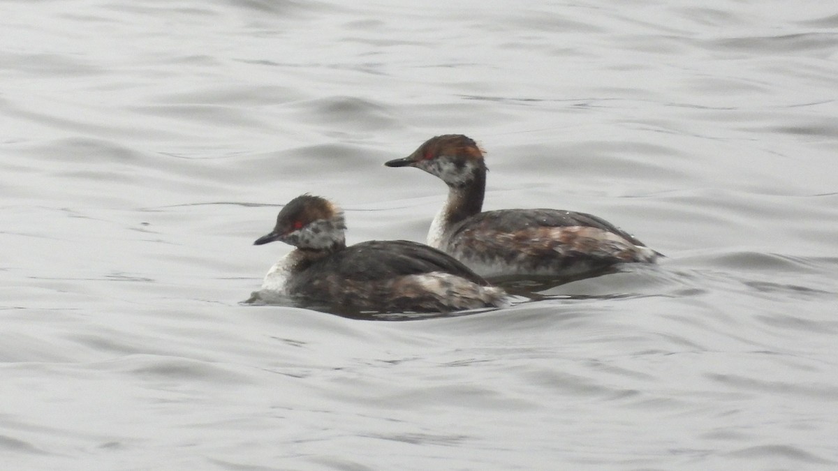 Horned Grebe - ML616298201