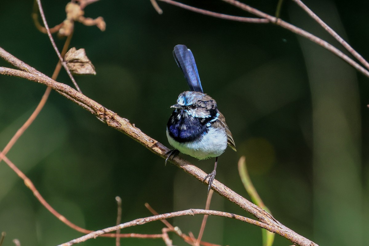 Superb Fairywren - ML616298203