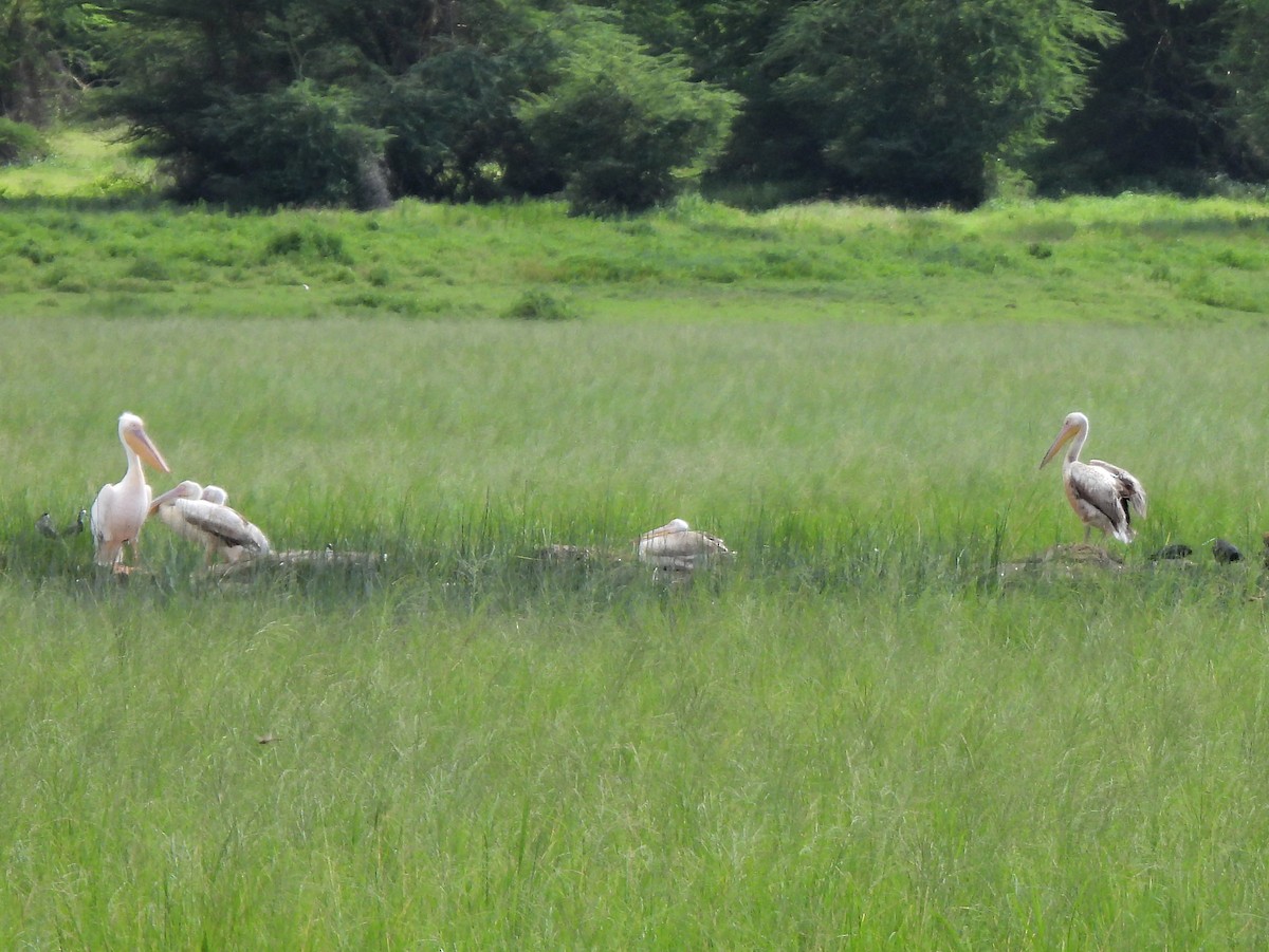 Great White Pelican - ML616298204