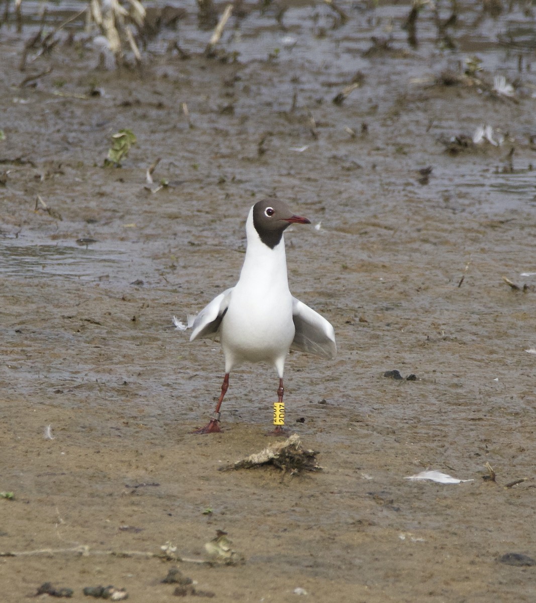 Black-headed Gull - Simon  West