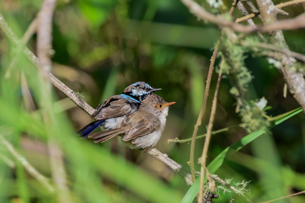 Superb Fairywren - ML616298213