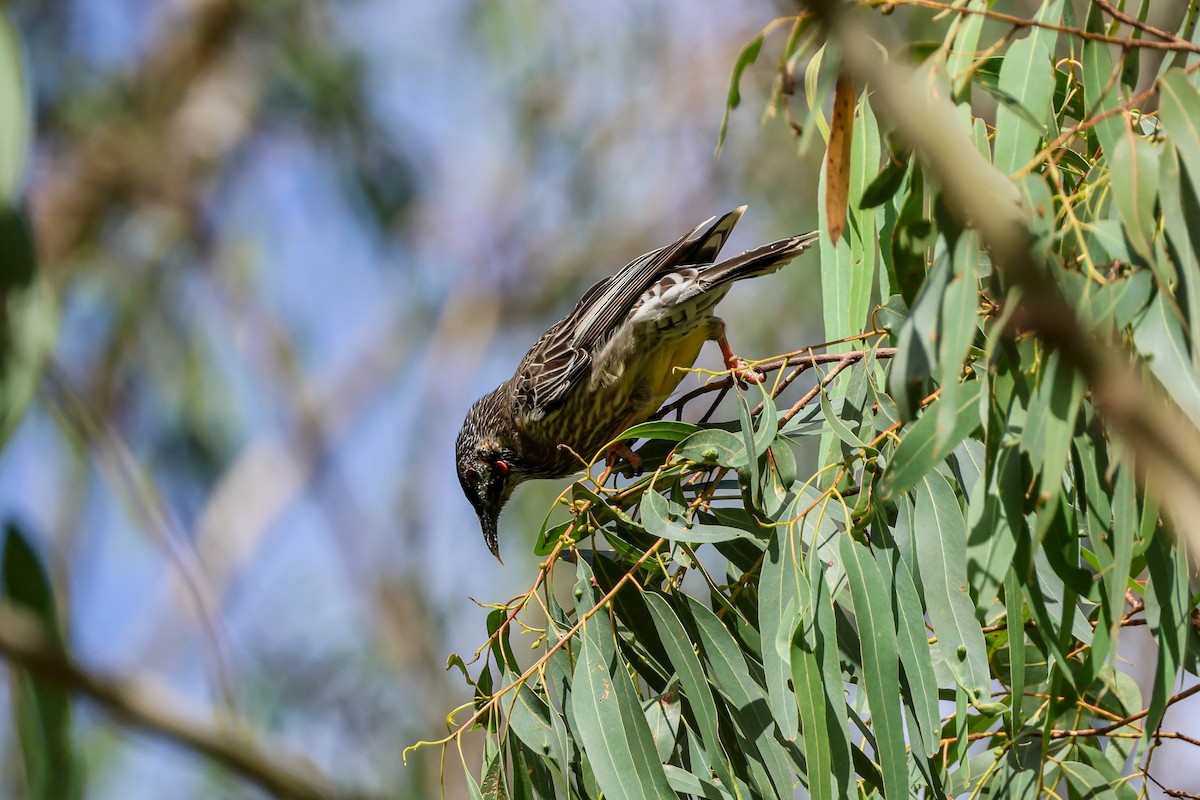 Red Wattlebird - ML616298223