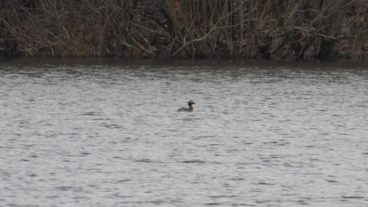 Horned Grebe - ML616298226